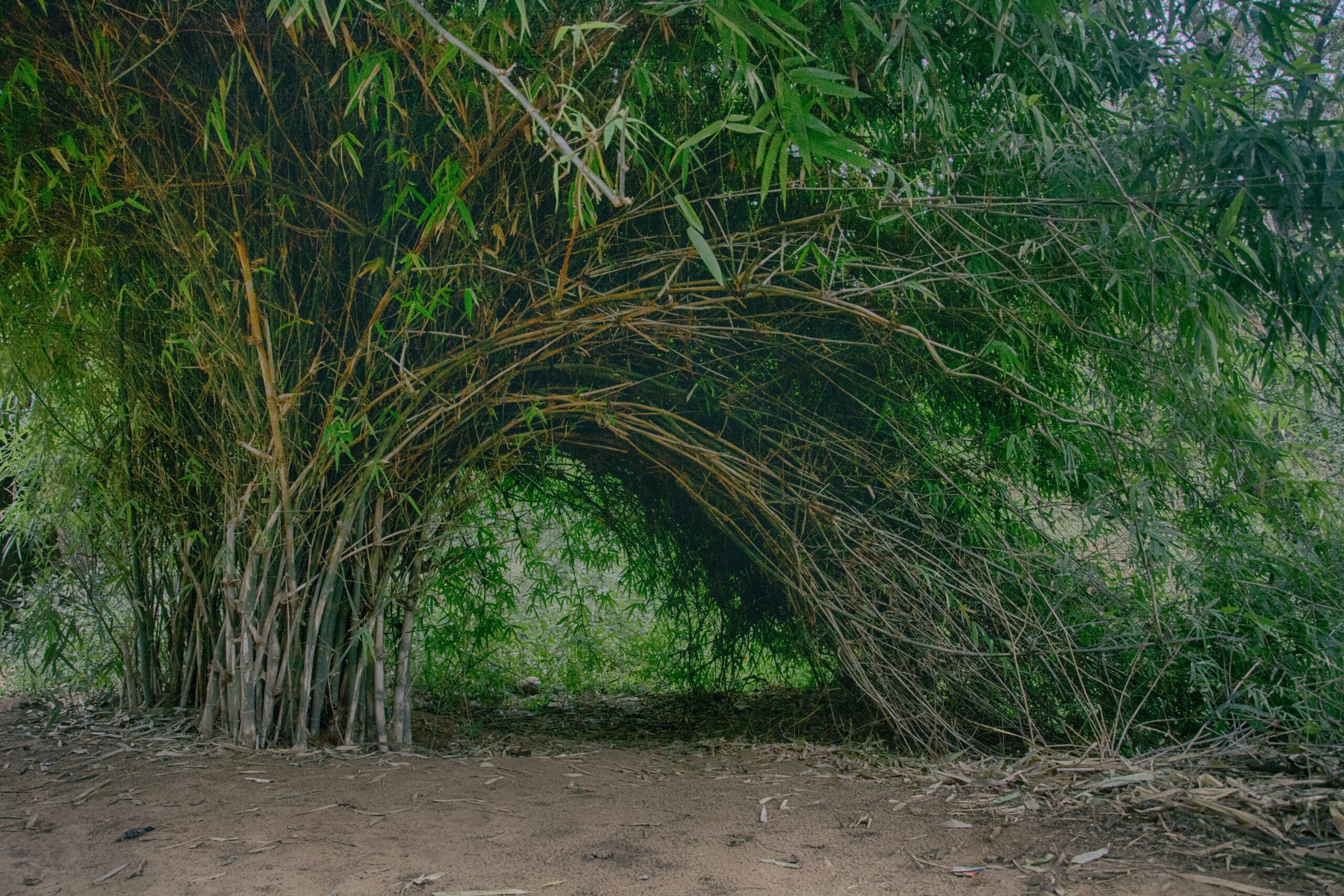 arch bamboo